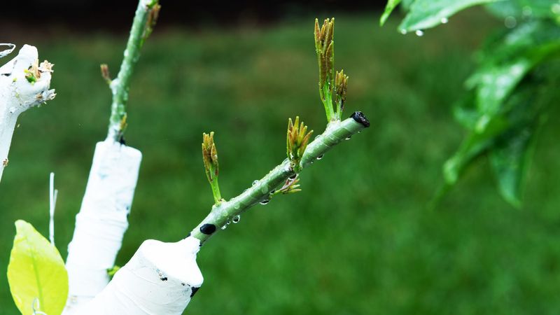 Graft New Varieties