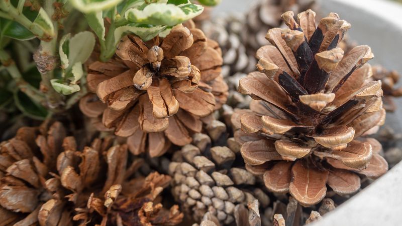 Pine Cones