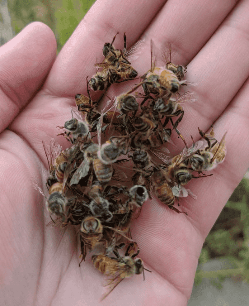 Biodiversity Indicators