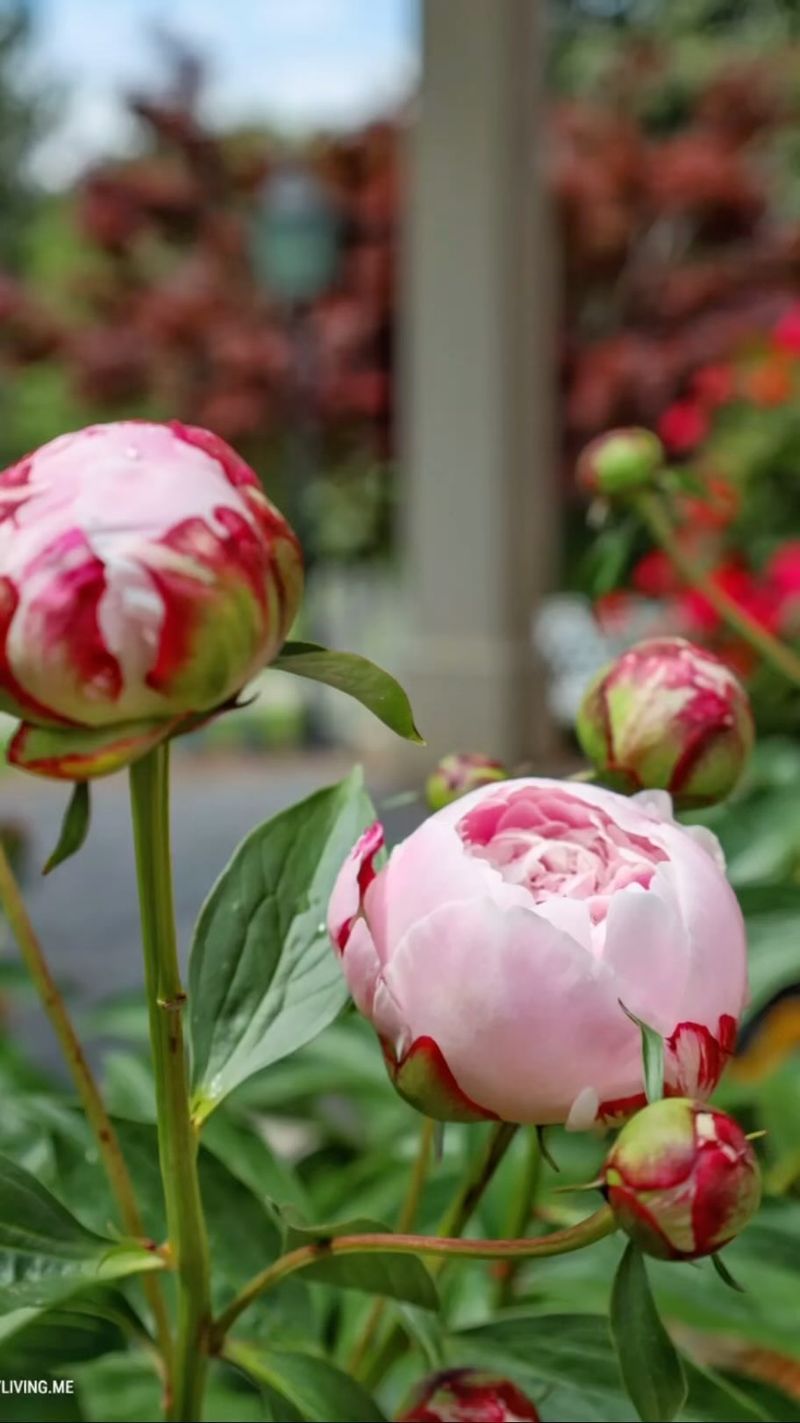 Peony Banking