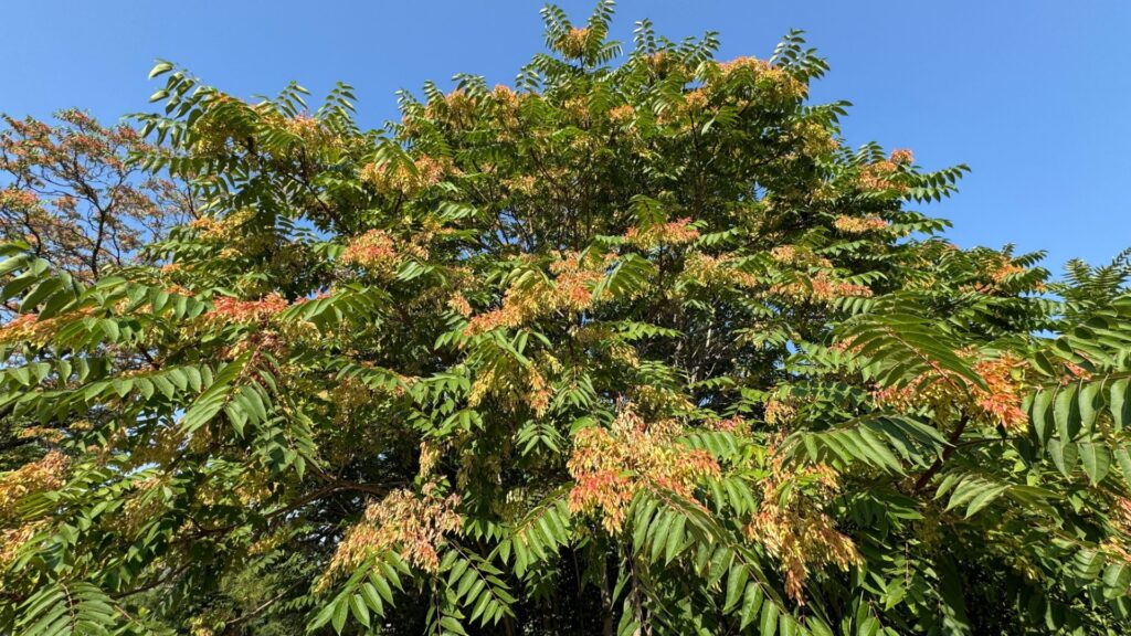 tree of heaven