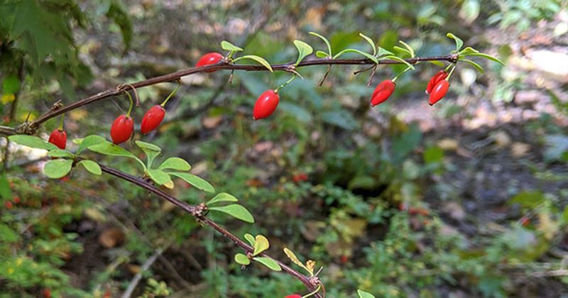 Japanese Barberry: The Tick Magnet