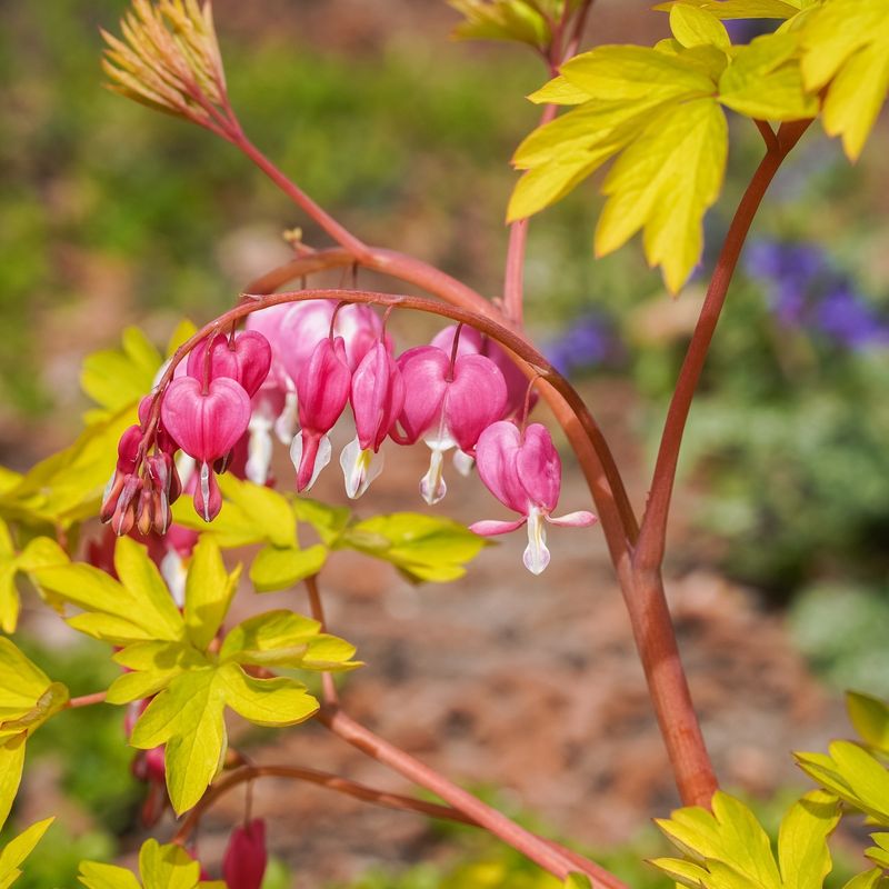 Bleeding Heart