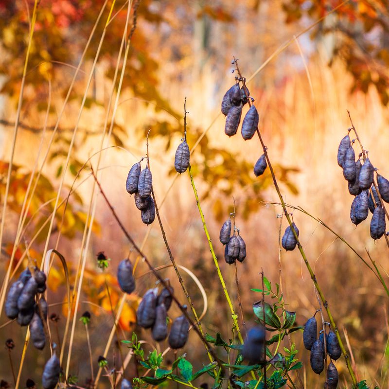 LEAVE ALONE: Baptisia's Architectural Seed Pods Add Interest
