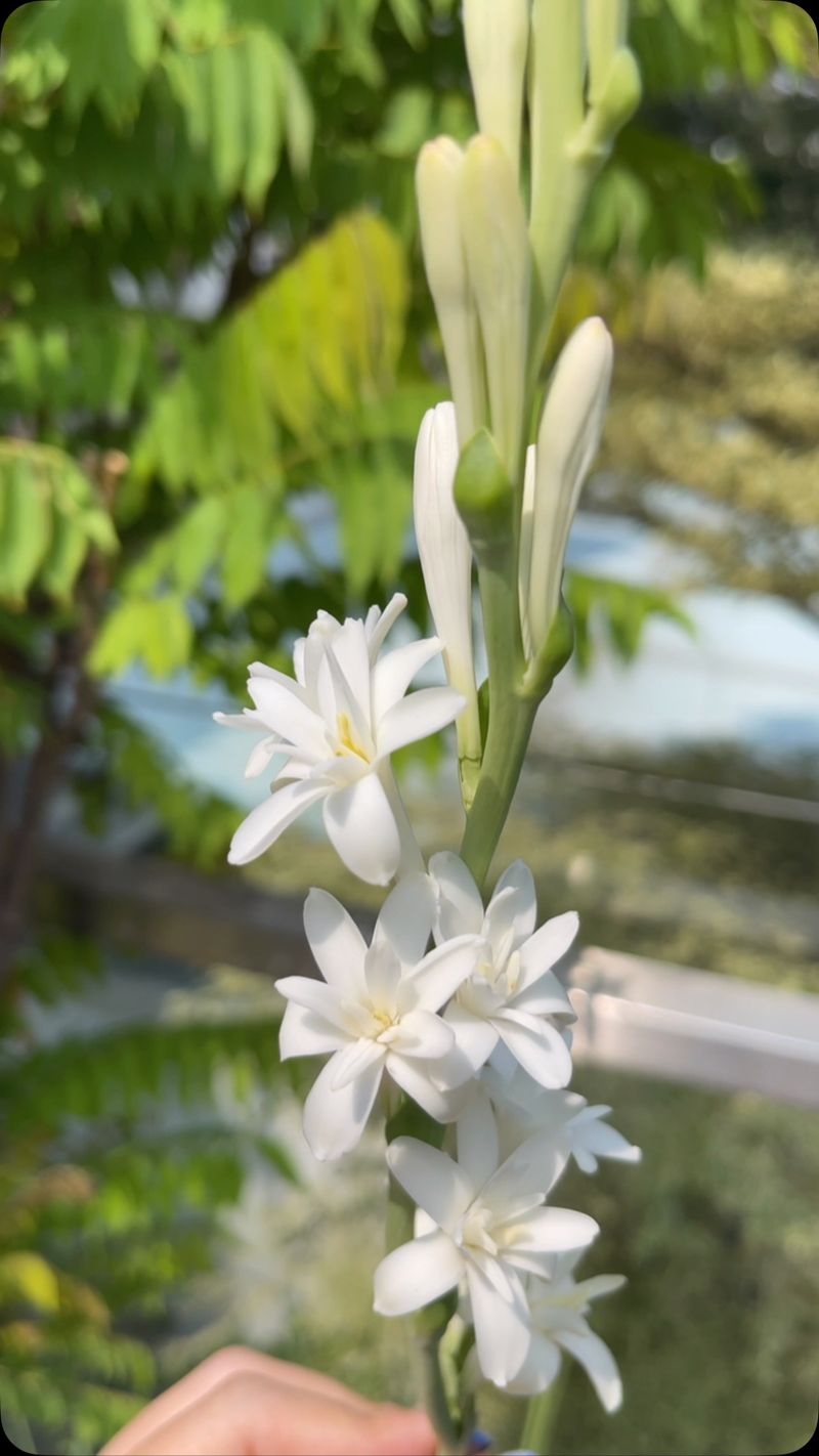 Polianthes Tuberosa