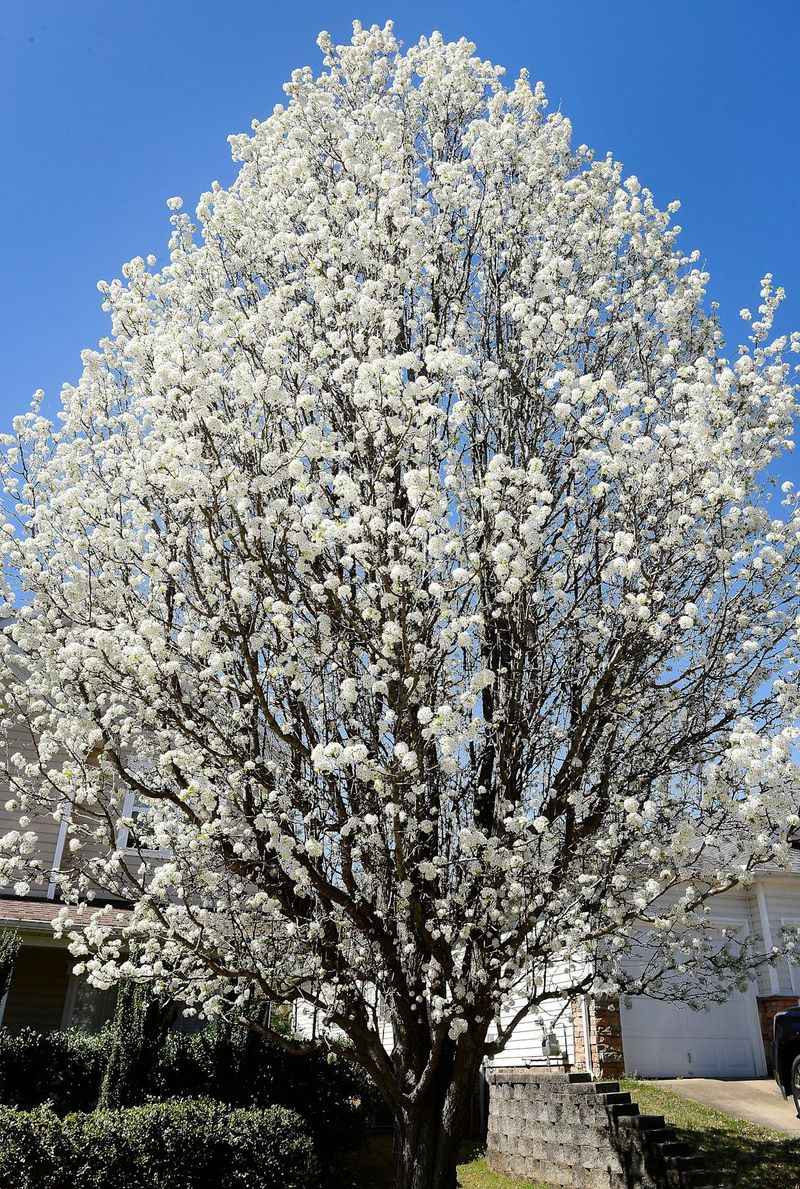 Bradford Pear Trees