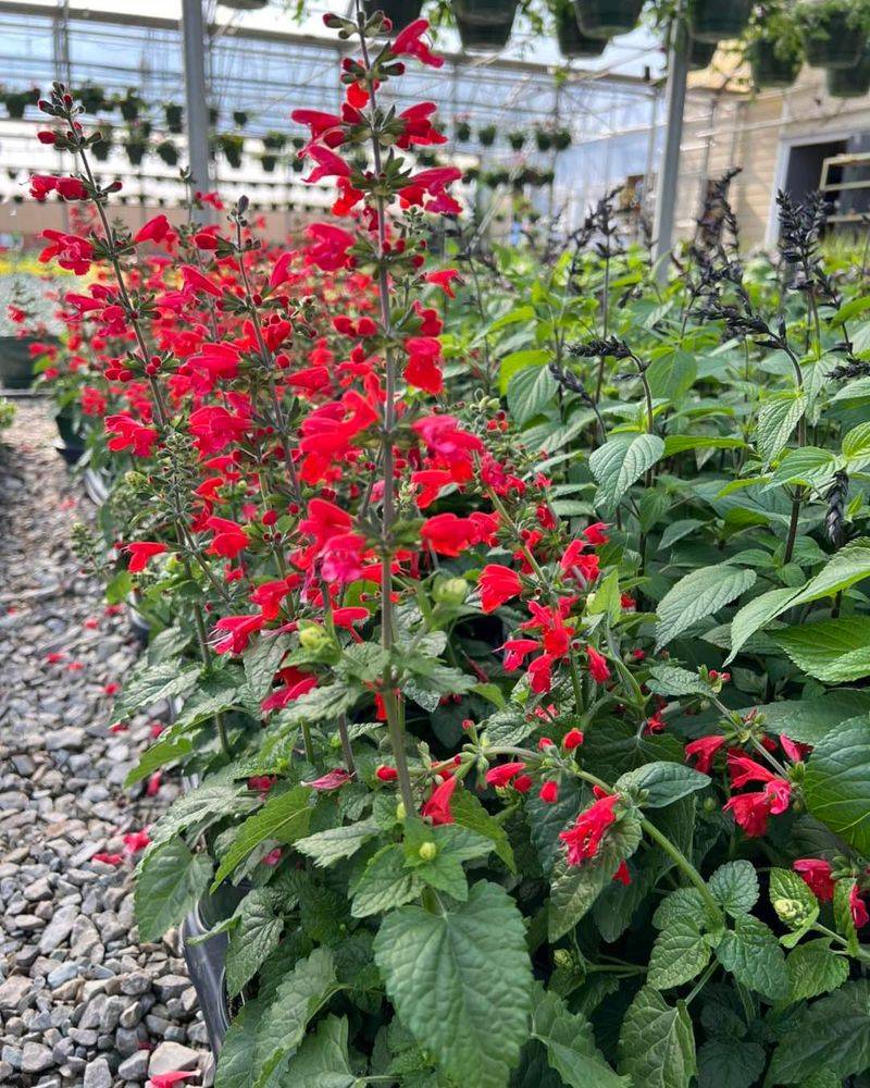 Scarlet Sage (Salvia coccinea)