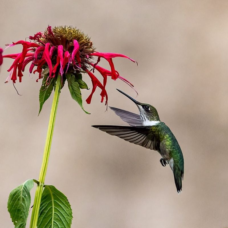 Bee Balm (Monarda didyma)