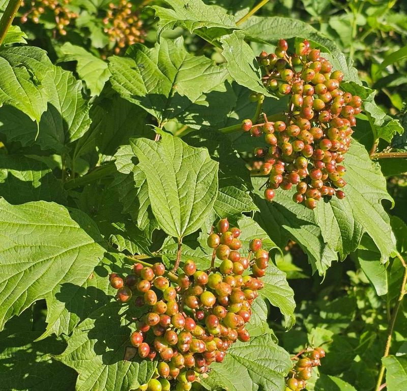 Viburnum