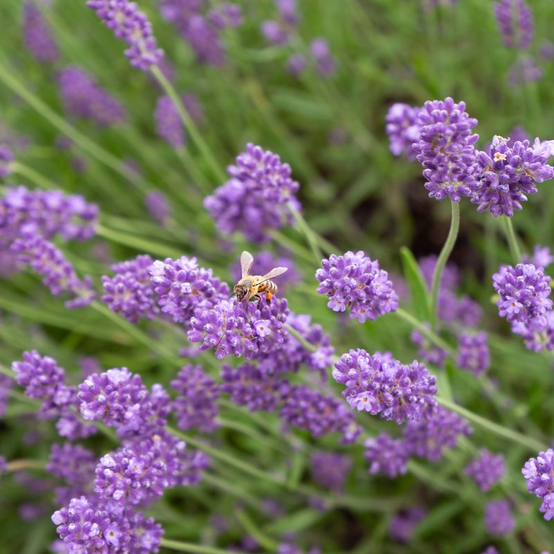 Lavender: The Gentle Alternative