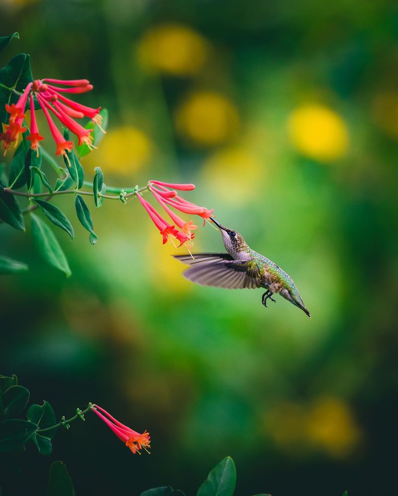 Coral Honeysuckle
