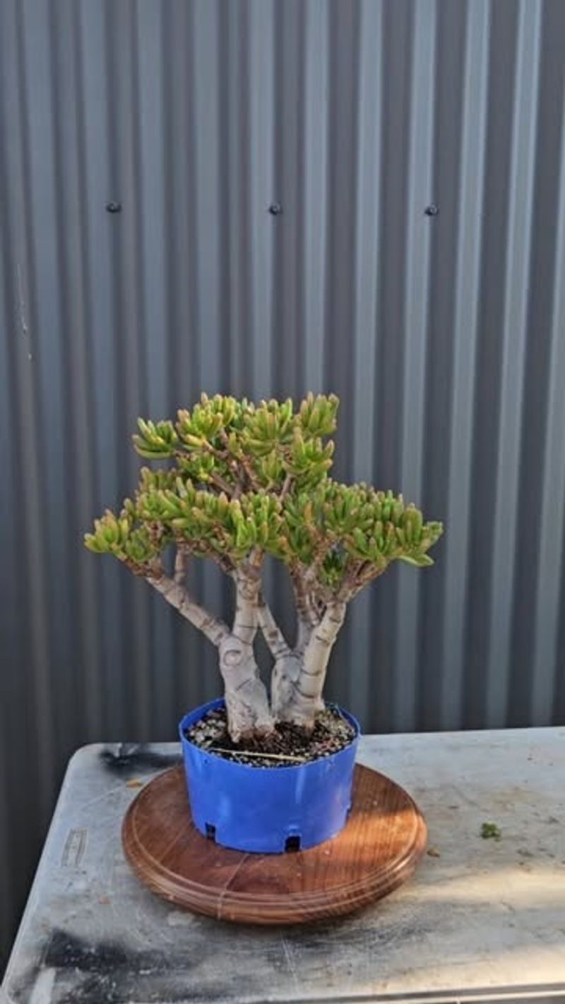 Selective Leaf Reduction