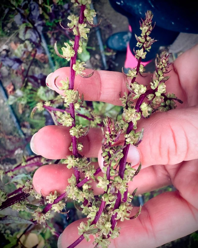 Save Seeds from Open-Pollinated Varieties