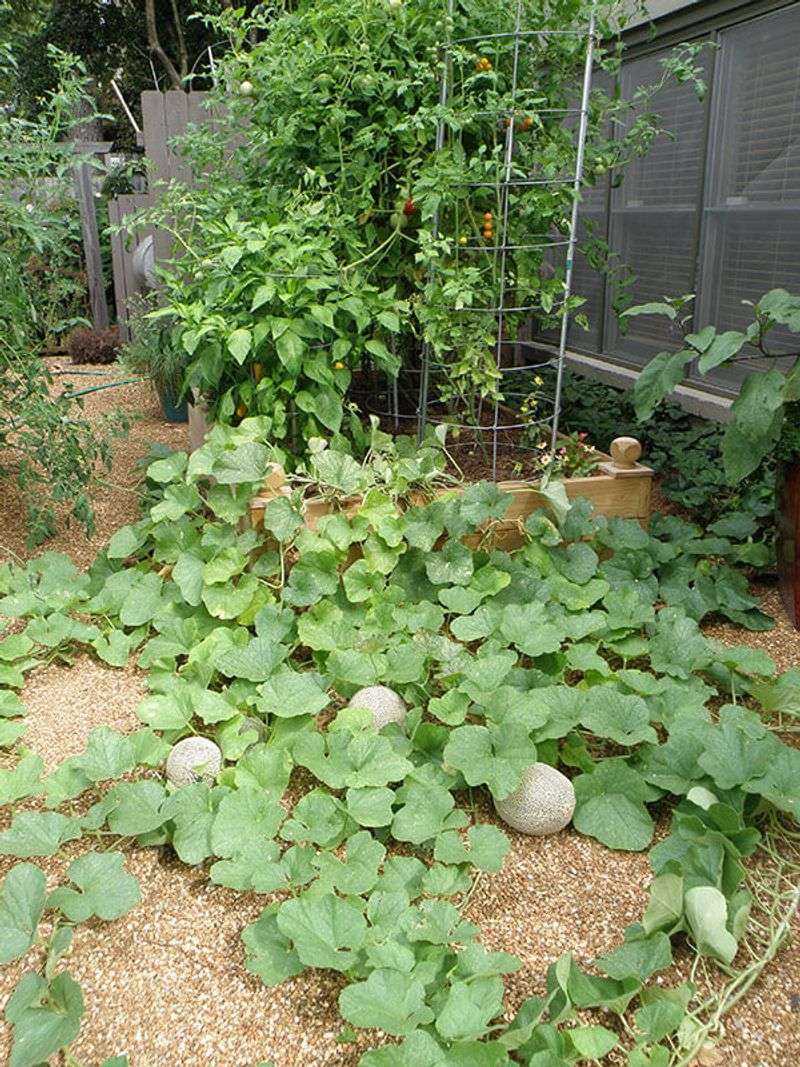 Side-Dress When Vines Begin Running