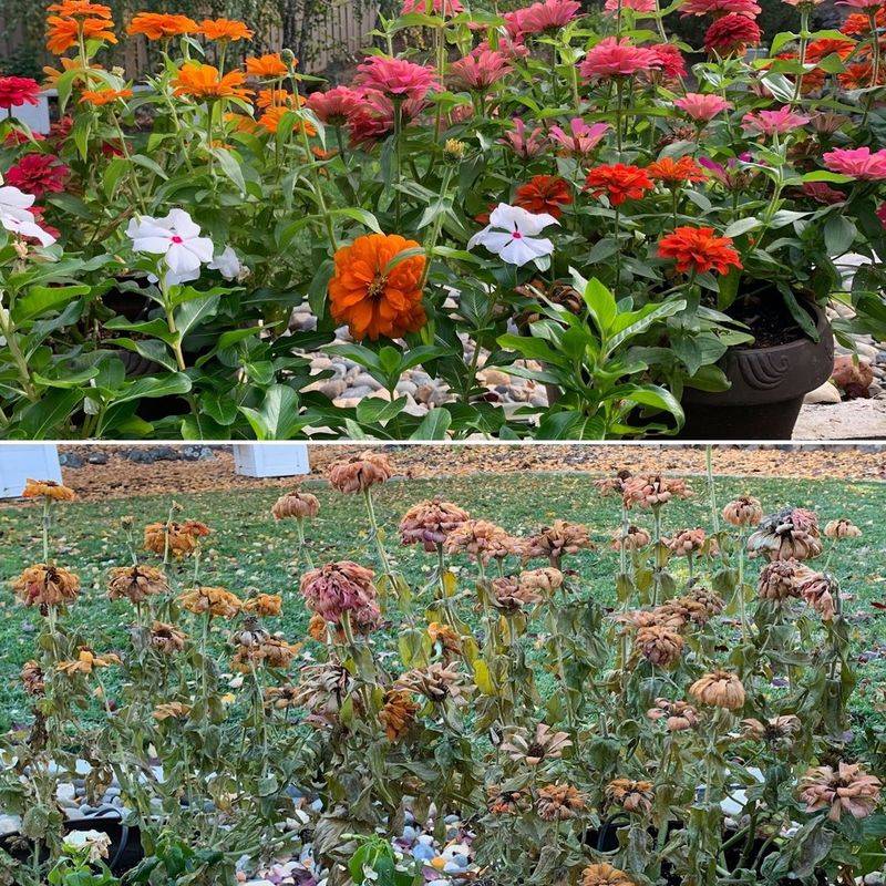 Skip: Single-Season Flowering Plants