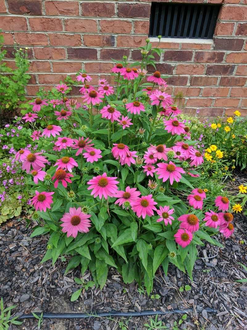 Consider 'PowWow Wild Berry'