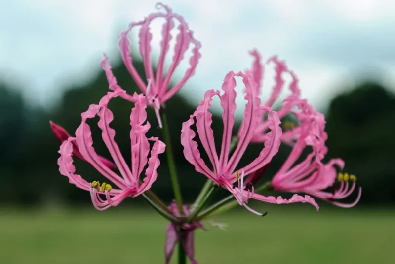 Nerine