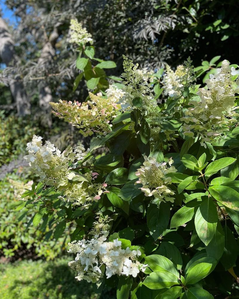 Pee Gee Hydrangea