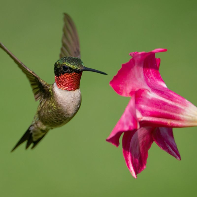 Ruby-throated Hummingbird