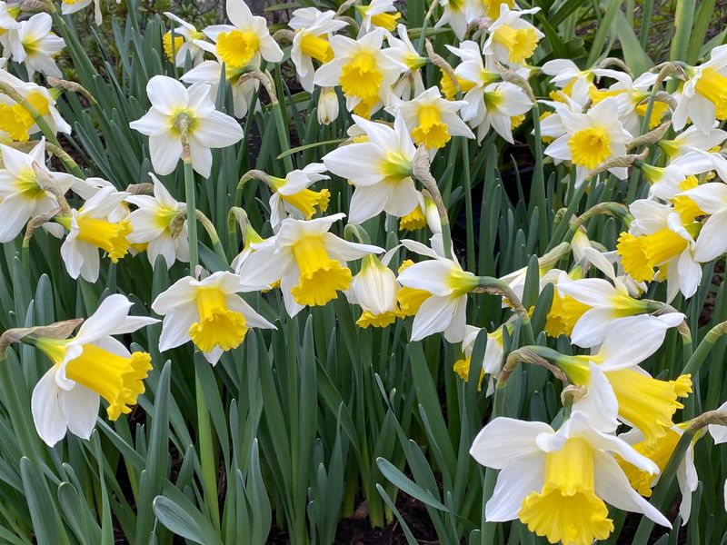 Daffodils