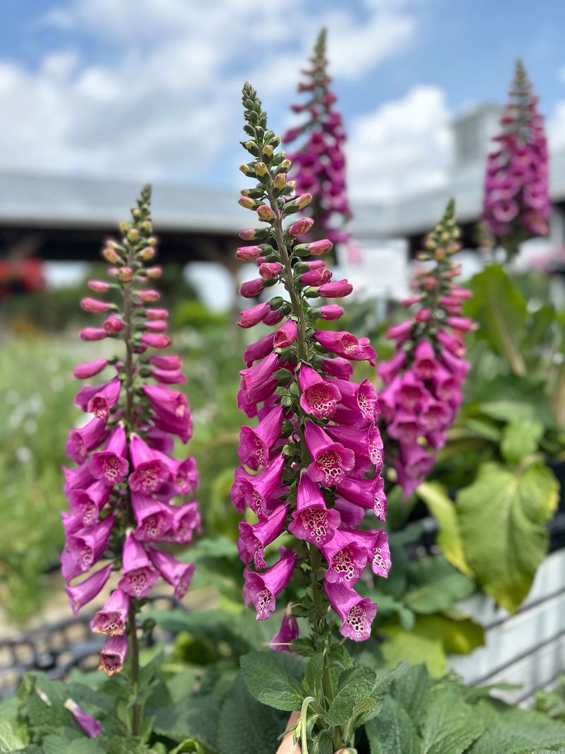 Foxglove