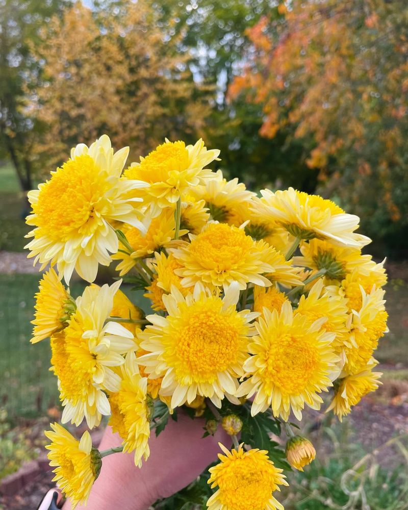 Chrysanthemums: Fall's Golden Glory