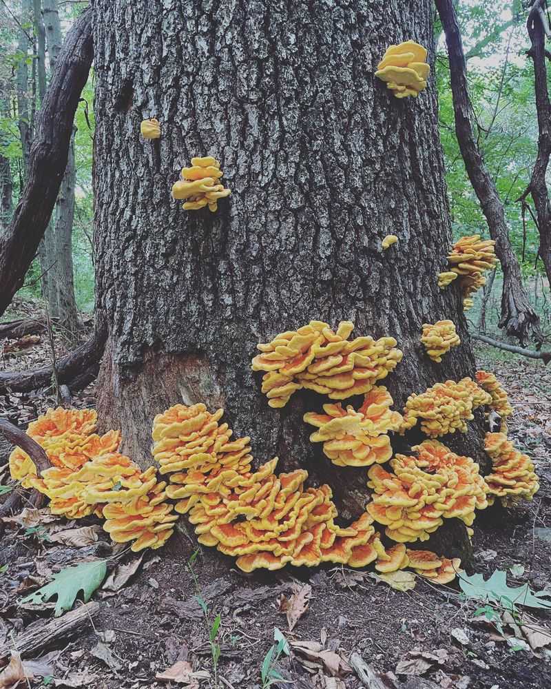 Chicken of the Woods (Laetiporus sulphureus)
