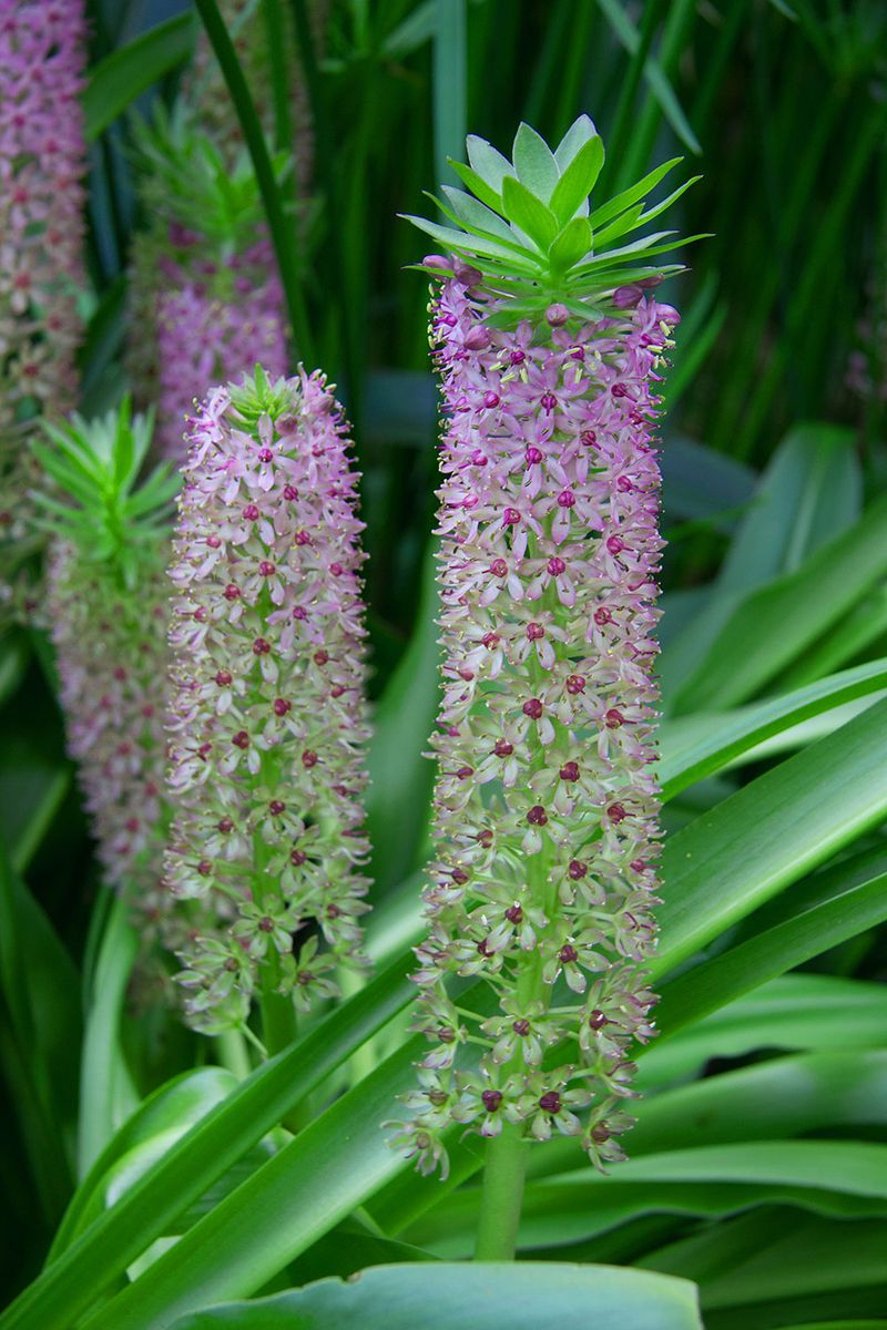 Pineapple Lily (Eucomis)