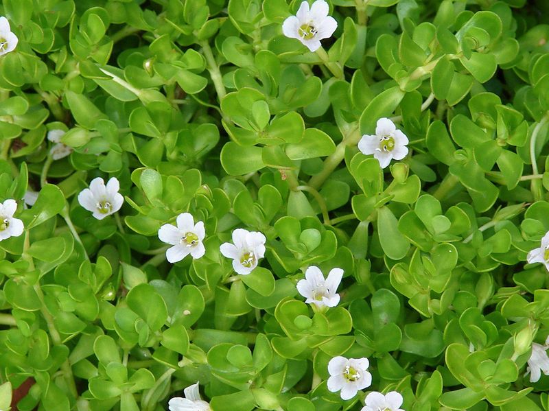 Bacopa Monnieri: The Scholar's Herb