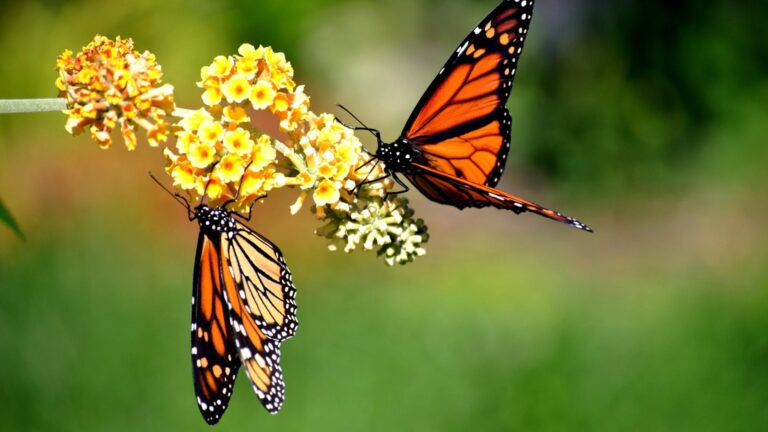 butterflies feeding on a yellow flower