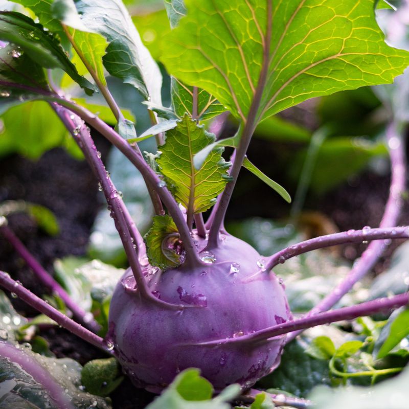 Kohlrabi