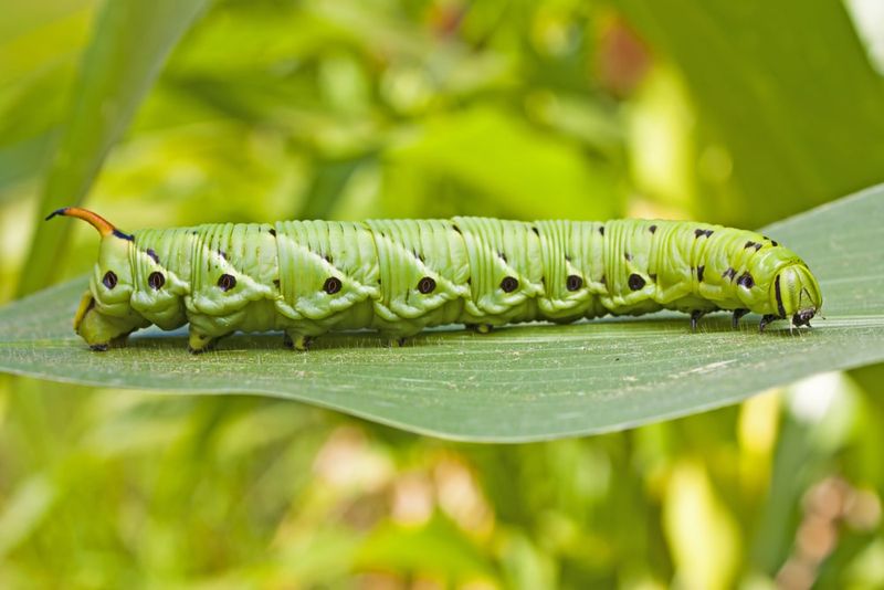 Tomato Hornworm