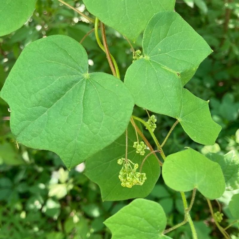 Crescent Vine