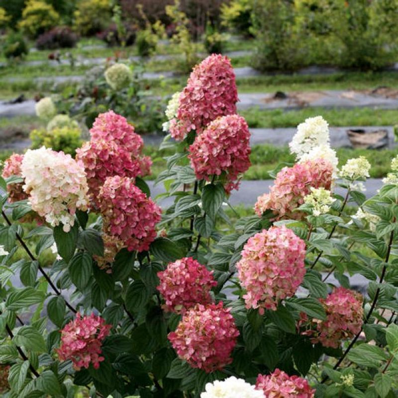 Fire Light Hydrangea