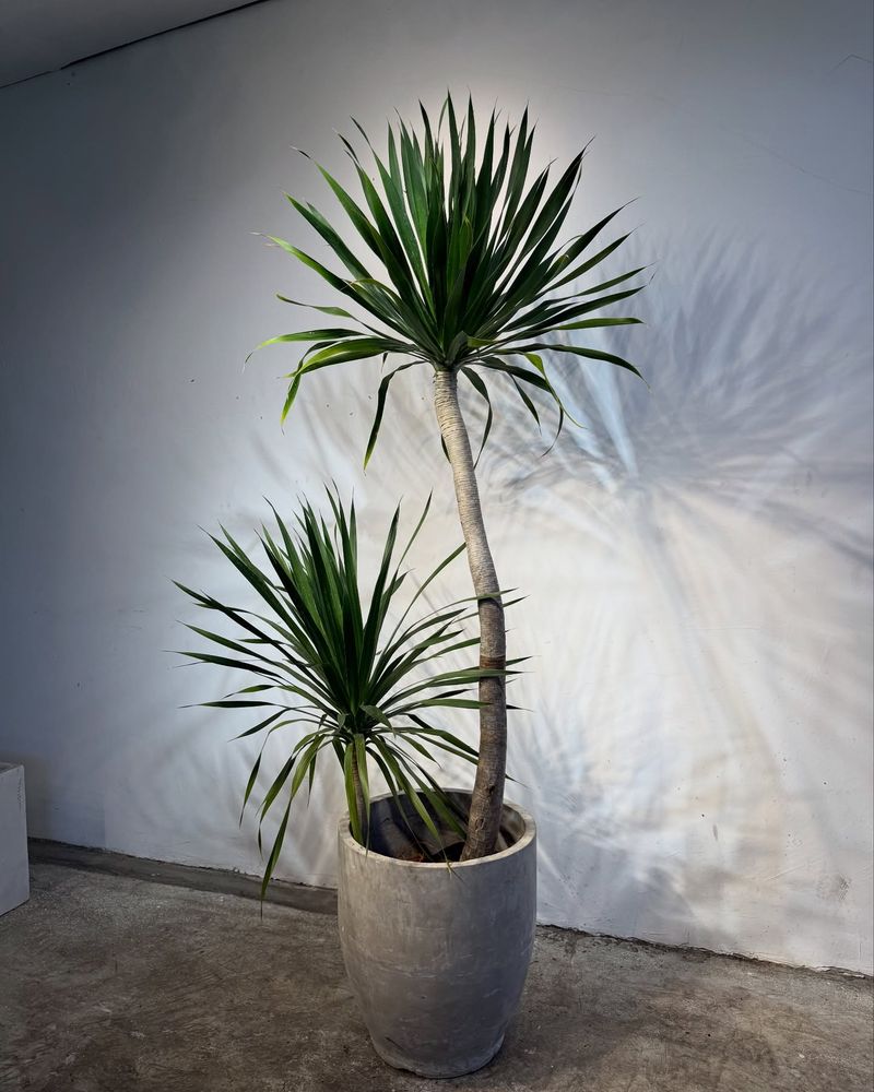 Yucca