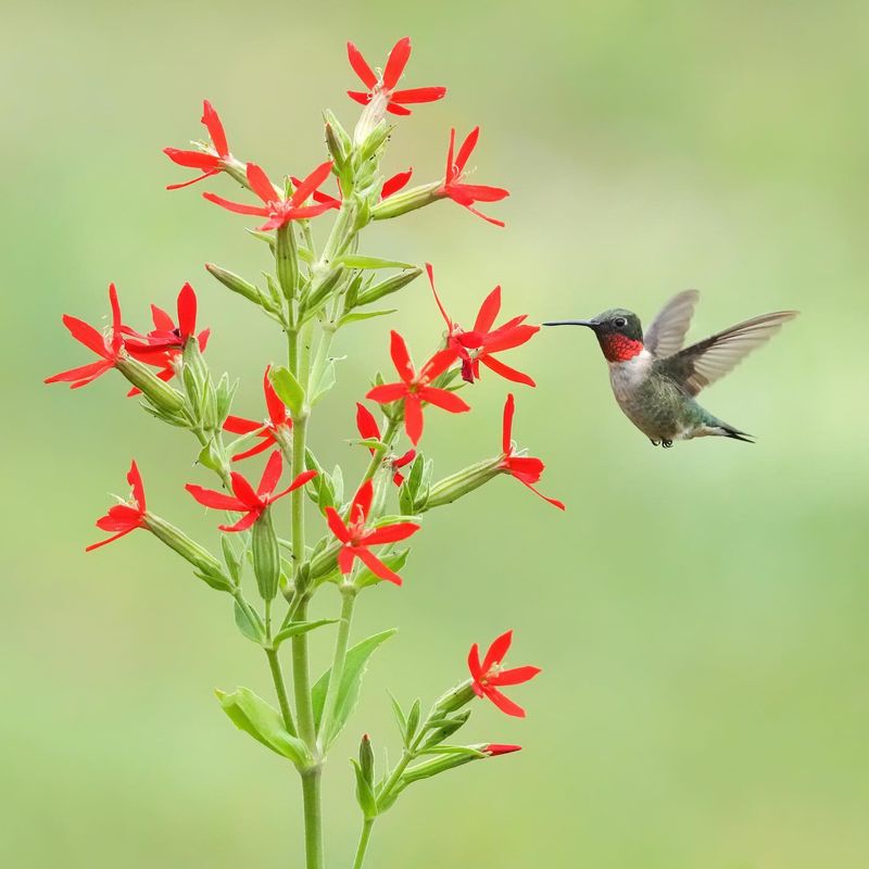 Near Flowering Plants