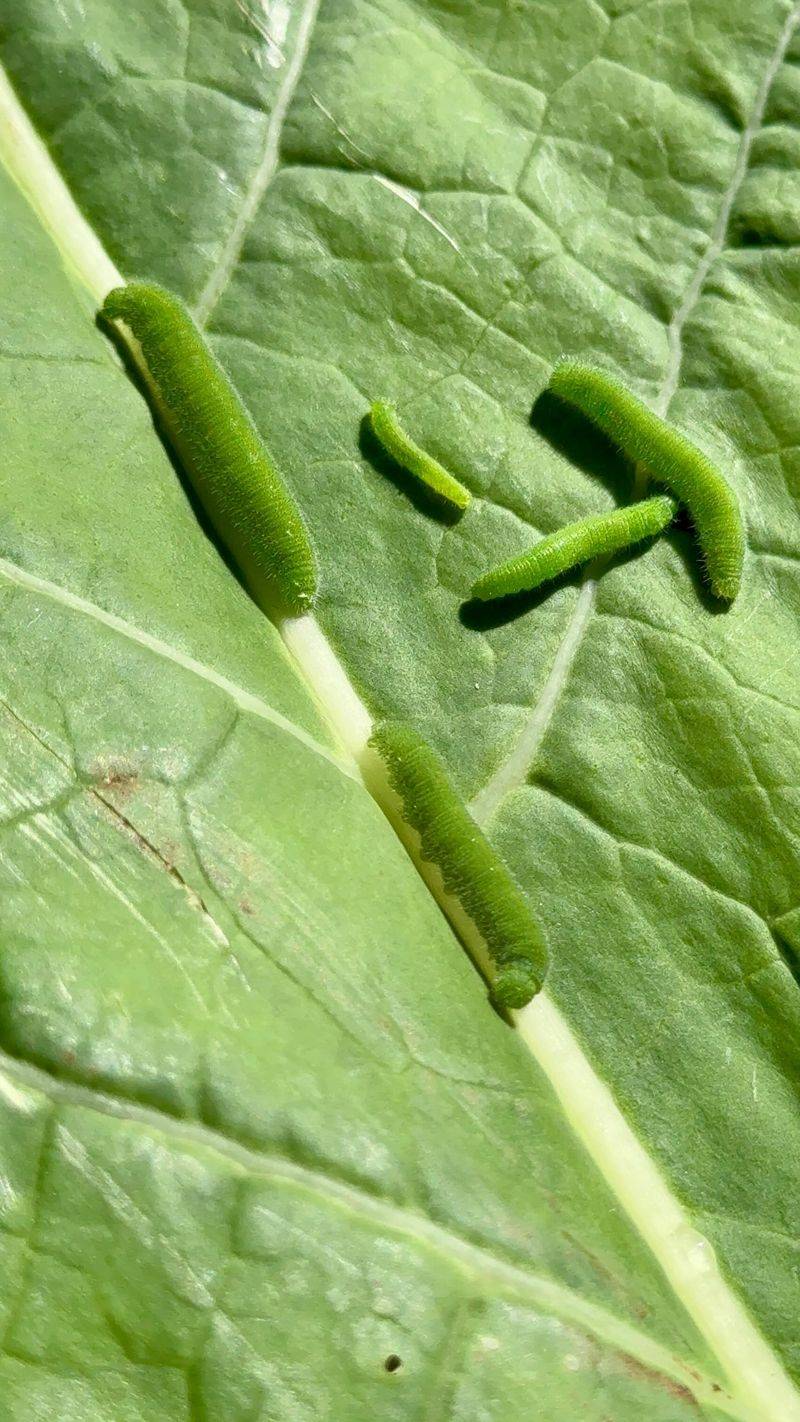 Resilience to Many Pesticides