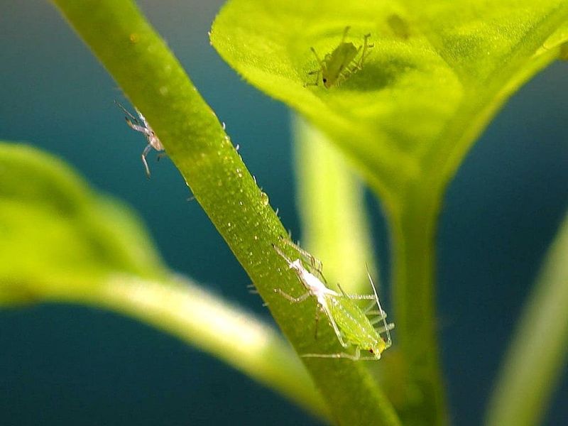 Pest Invasion