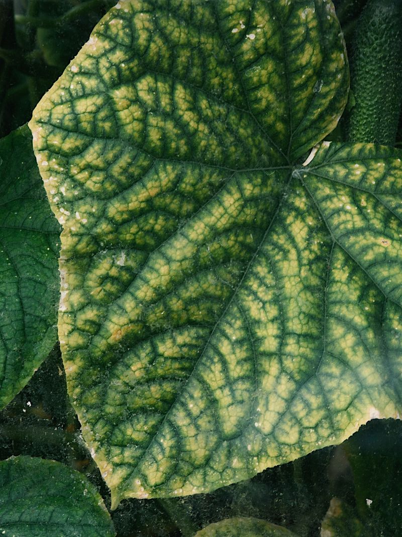 Micronutrient Deficiencies Despite Regular Feeding