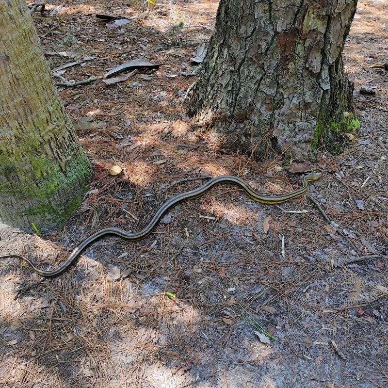 Rustling Sounds in Dense Vegetation