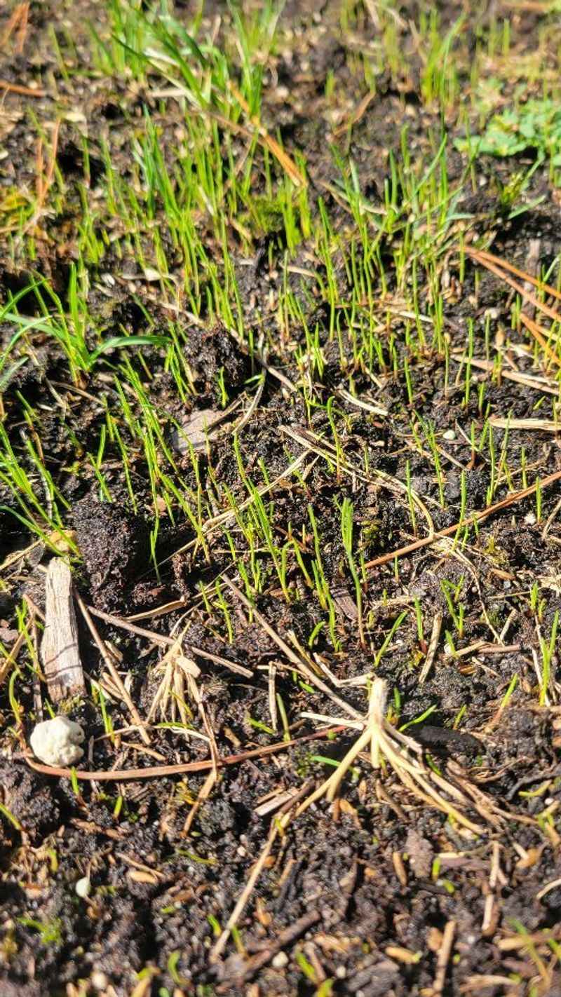 Soil Preparation Requirements