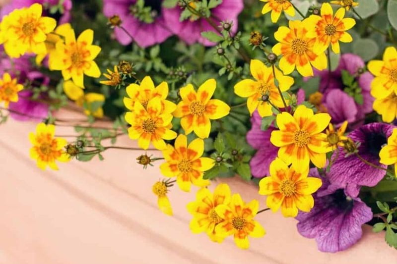 Versatile Bidens