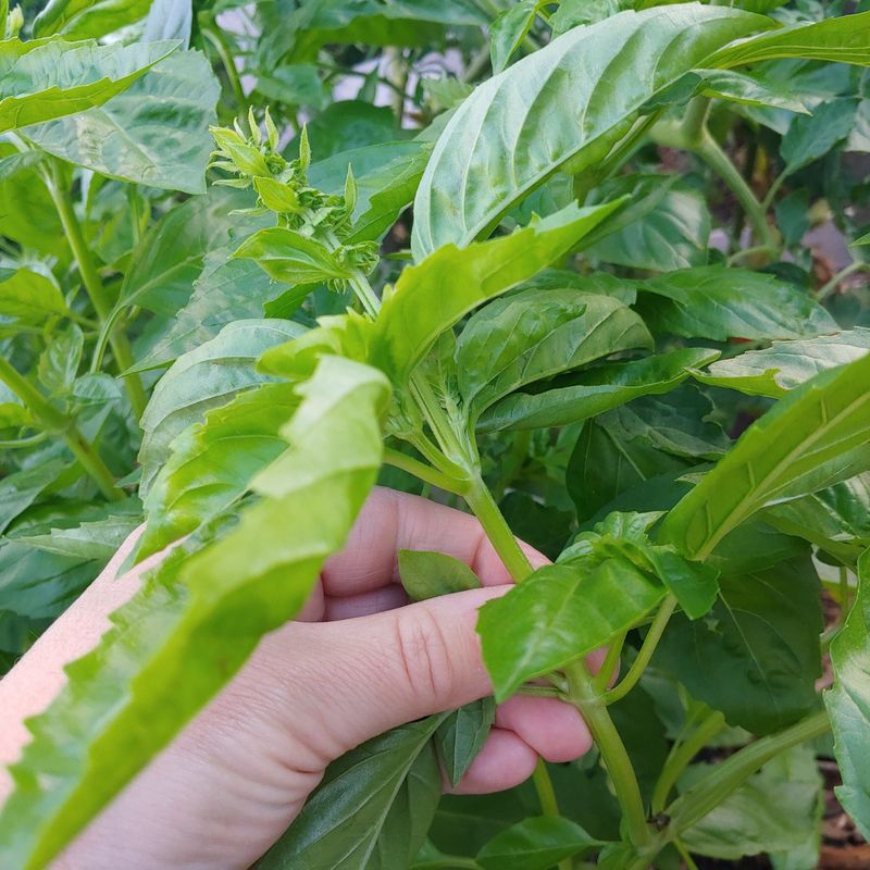 Remove For Maximum Leaf Production