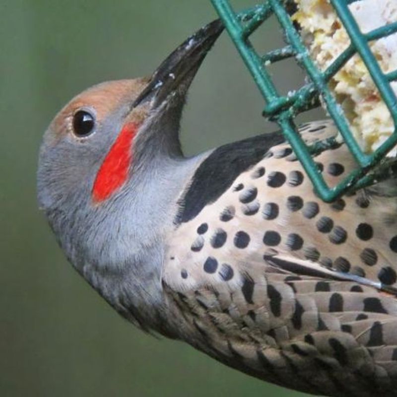 Suet Feeders For Woodpeckers
