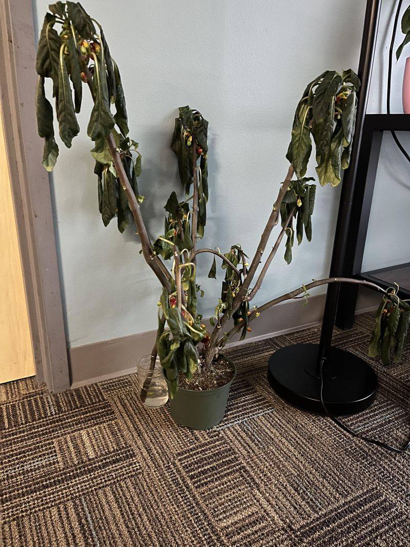 Dead or Struggling Houseplants