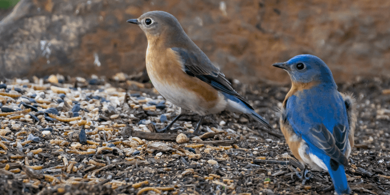 Bird Feeders Too Close to Ground