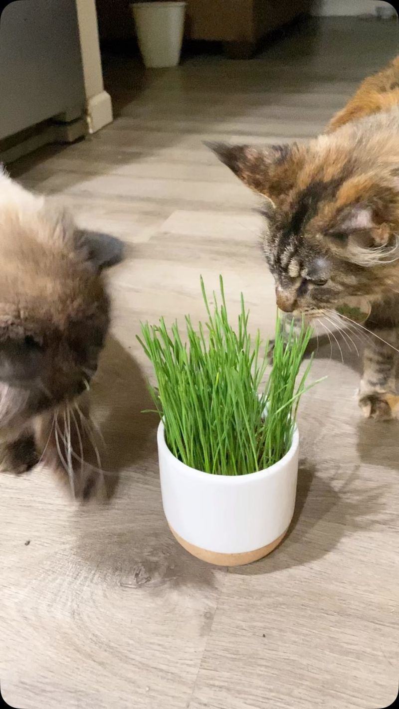 Cat Grass