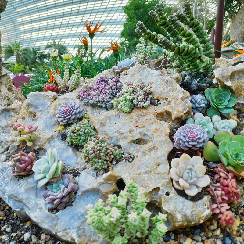 Succulent-Topped Garden Stones