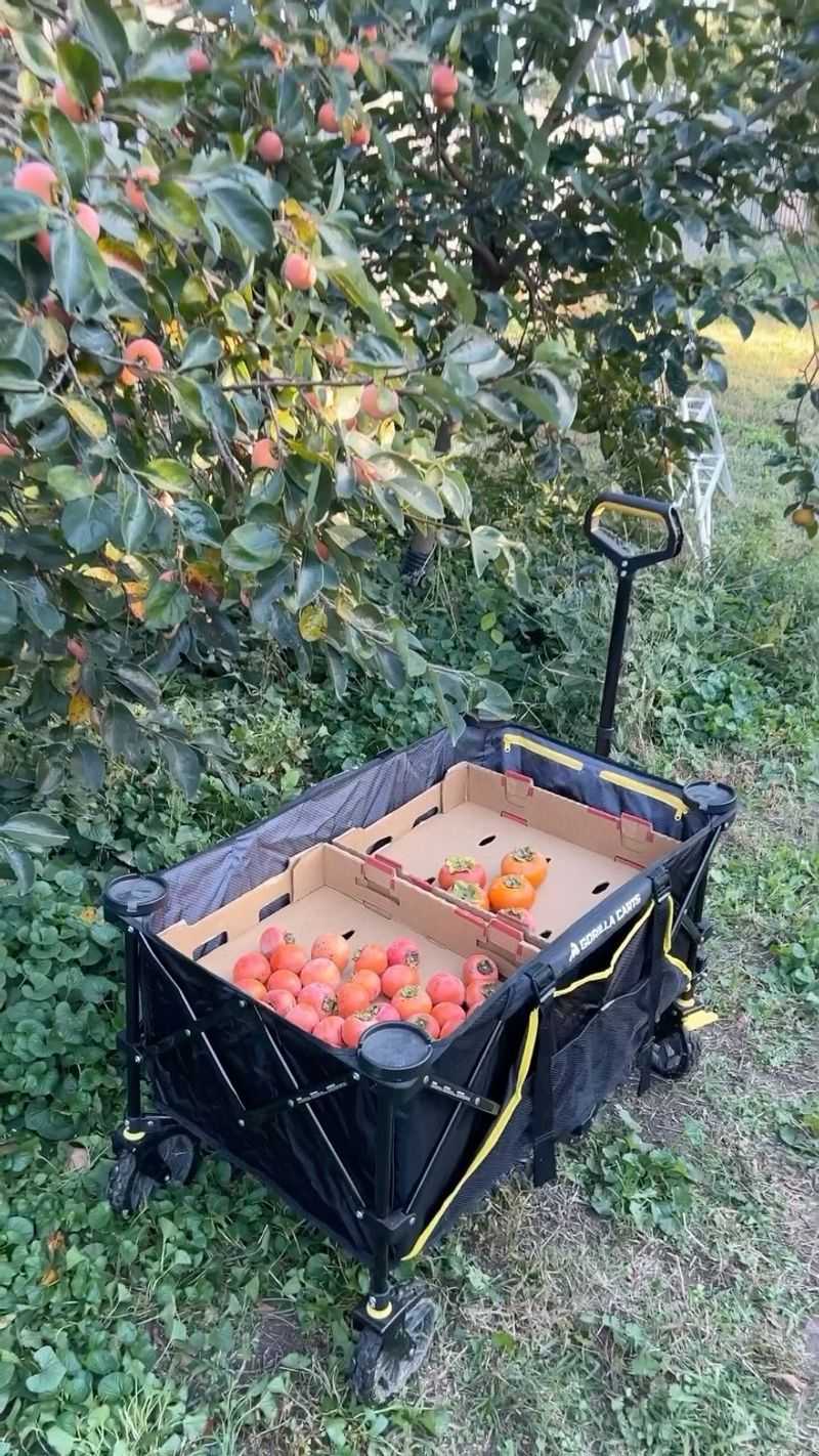 Rolling Cart Organizers for Mobility