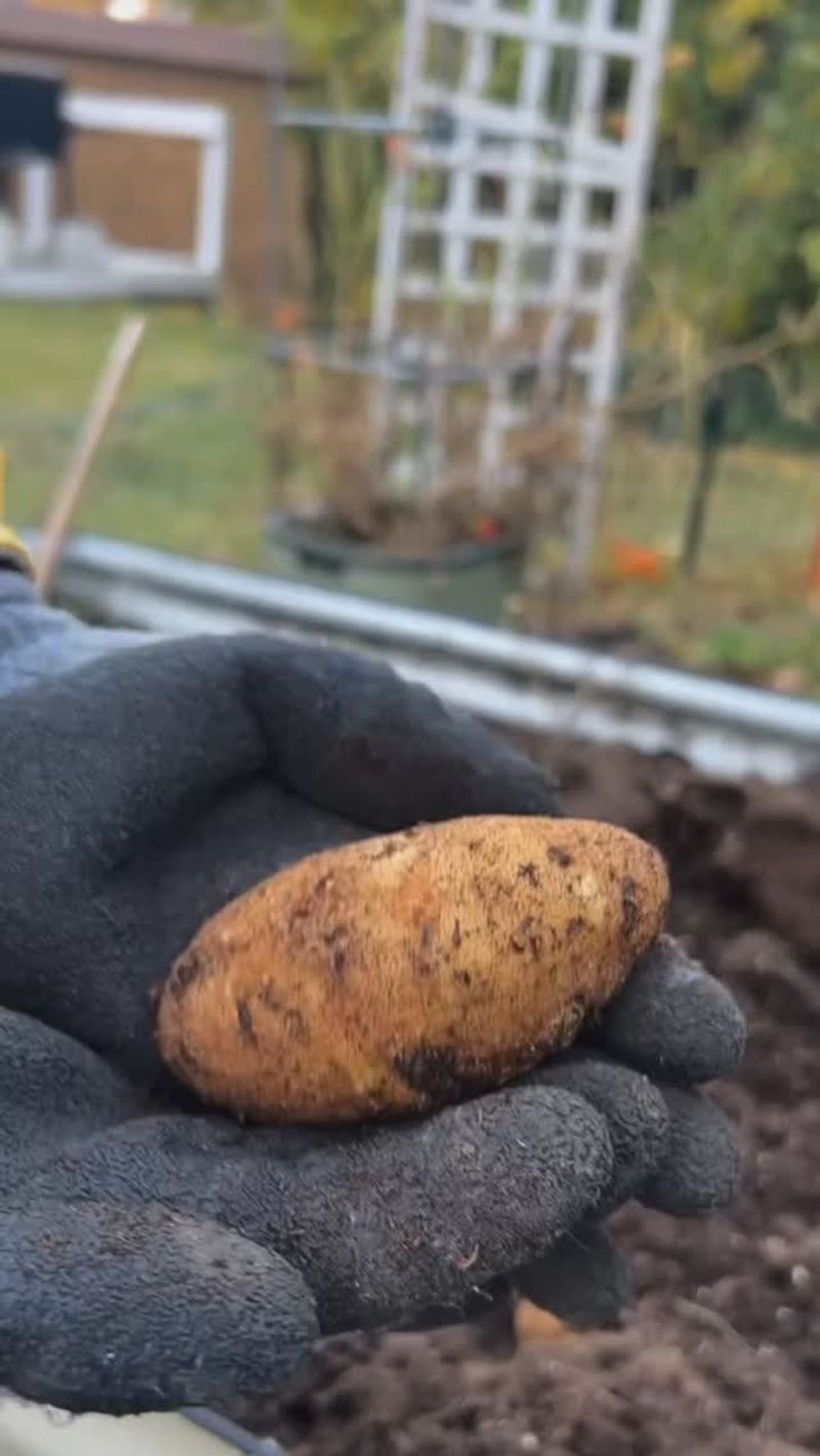 Potato Production Buckets